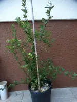 DSC08108.webp