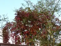 P1020019.webp