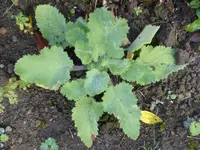 P1020021.webp