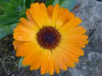 P1020023.webp
