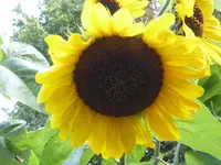 P1020024.webp