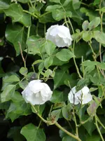 P1020027.webp