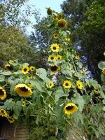 P1020031.webp