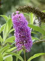 P1020032.webp