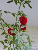 P1020033.webp