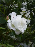 P1020034.webp