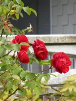 P1020039.webp