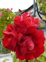 P1020040.webp