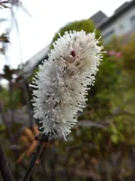 P1020043.webp