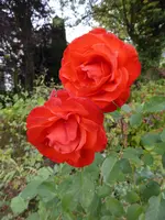 P1020045.webp