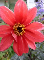 P1020049.webp