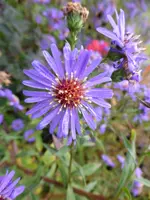 P1020050.webp