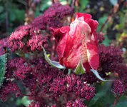 DSCF7610 (3).webp
