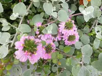 DSCI0573.webp
