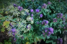 DSCF7621 (2).webp