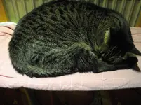 IMGP3838.webp