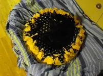IMGP3840.webp