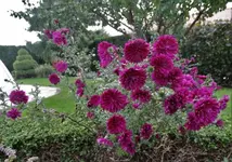 DSC08113.jpg