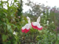 IMG_7482.jpg