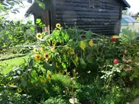 CIMG3415.webp