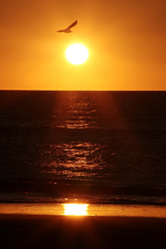 Möwe fliegt in den Sonnenuntergang_still life_900.webp