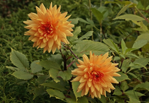 Dahlie_Morning Glory_800.webp