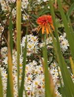 Echi_orange_Herbstaster_weiss_800.webp
