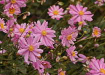 Herbstanemone_altrosa_800.webp