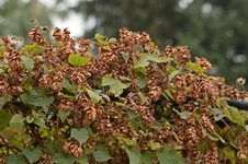 Hopfen_Herbstfarbe_800.webp