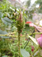 P1240201.webp
