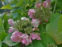 DSC08144.webp