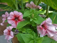 DSC08146.webp