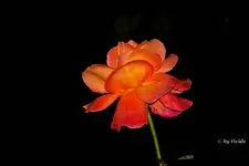 _Rose bei Nacht.jpg