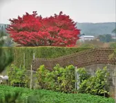 DSC08161.webp