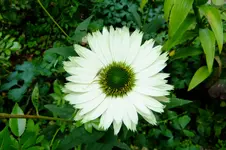 DSCF3756.webp