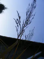 Blüte Gras2.webp