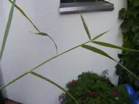 Blätter Gras2.webp