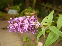 P1090671.jpg