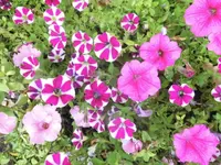 DSCI0420.webp