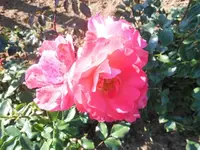 DSCI0497.webp