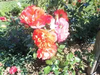 DSCI0494.webp
