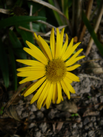 P1130106.webp