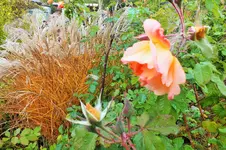 DSCF7635 (2).webp