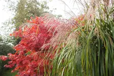 DSCF7638 (2).jpg