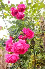 DSCF7644 (2).webp