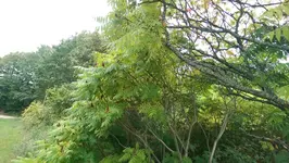 IMAG1000.webp