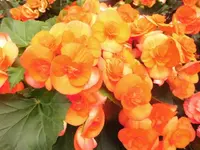 DSCI0316 (1).webp