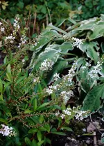 white (55).webp