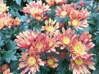 DSCI0296 (1).webp