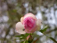 P1240435.webp